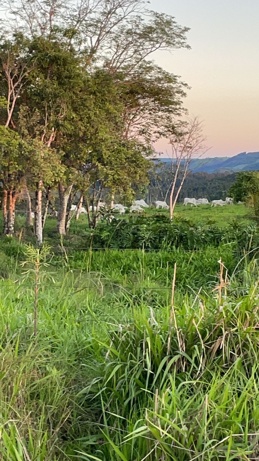 Imagem Fazenda em Ivaí